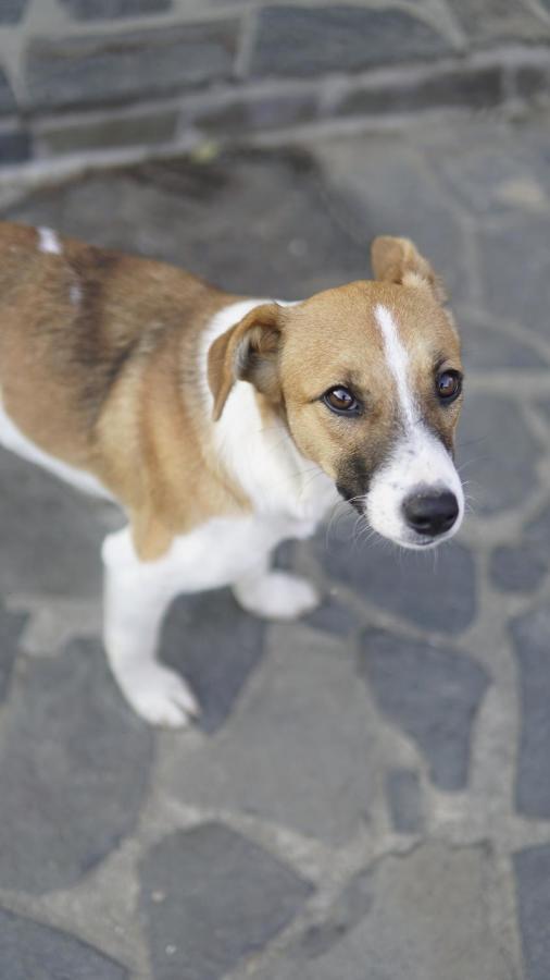 Willa Casa Cu Fantana Borlesti Zewnętrze zdjęcie