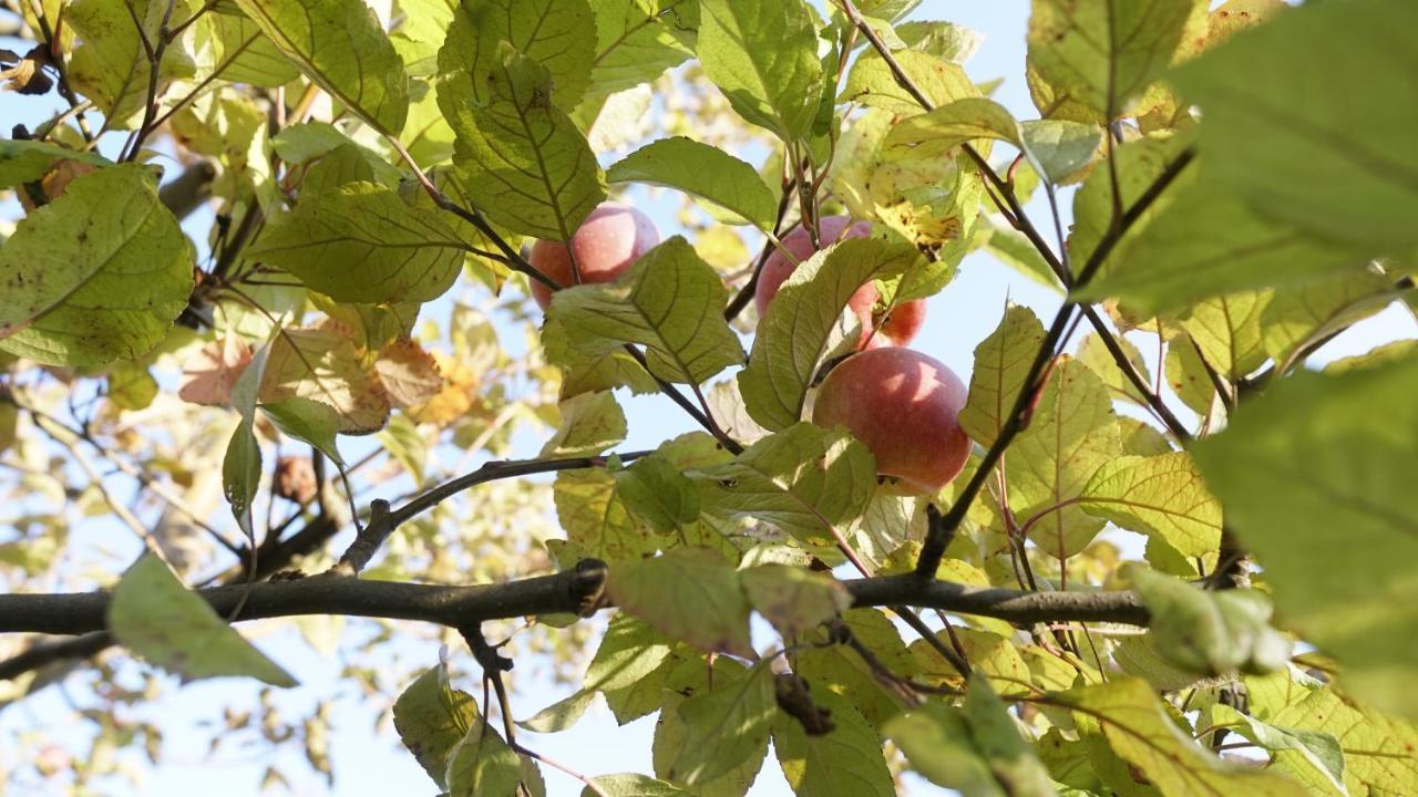 Willa Casa Cu Fantana Borlesti Zewnętrze zdjęcie